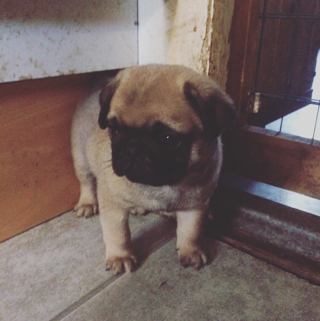 犬の匂い対策 これでお部屋 お家が匂わなくなる 思い切って日本を飛び出してみたら